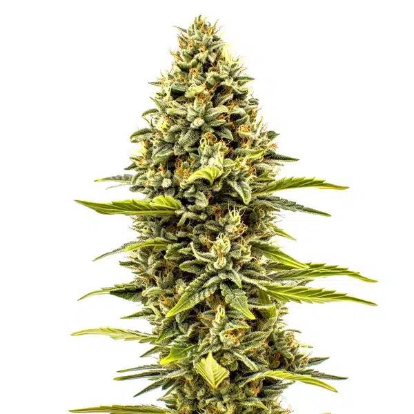 Cheese Auto Seeds