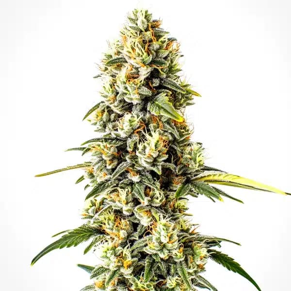 Cheese Cookies Seeds