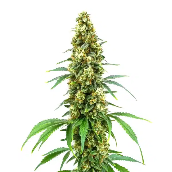 Cheese Diesel Seeds