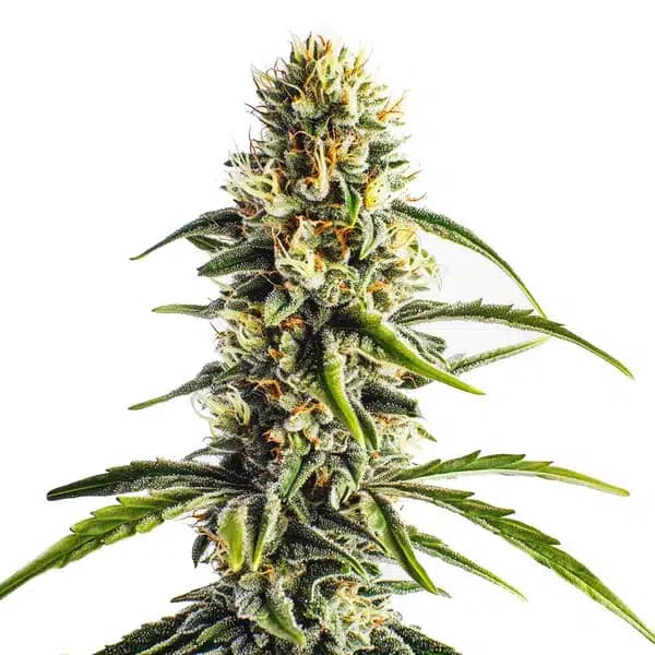Cheese Lemon Regular Seeds