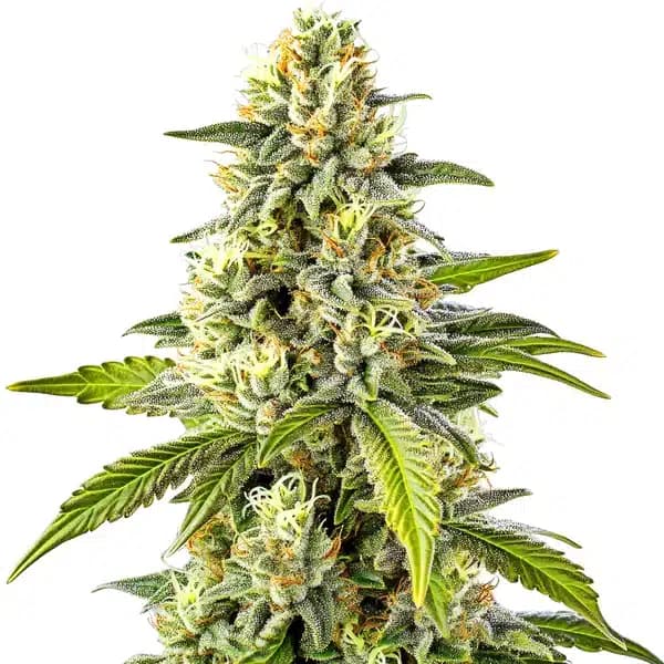 Cheese Seeds