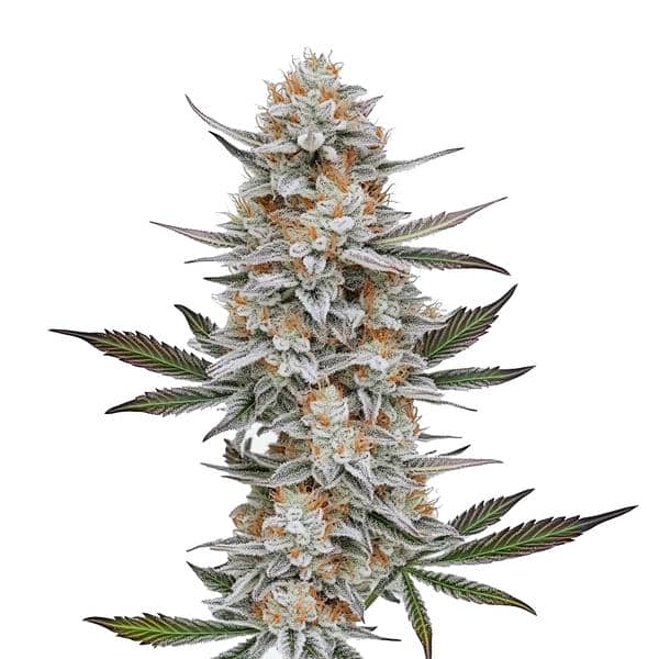 Chemdog #4 Seeds