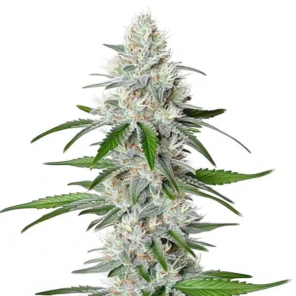 Chemdog Fast Version Seeds