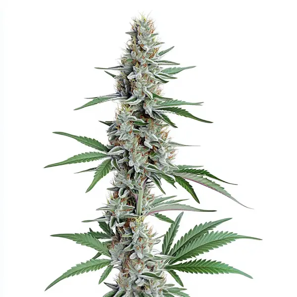 Chemdog Regular Seeds