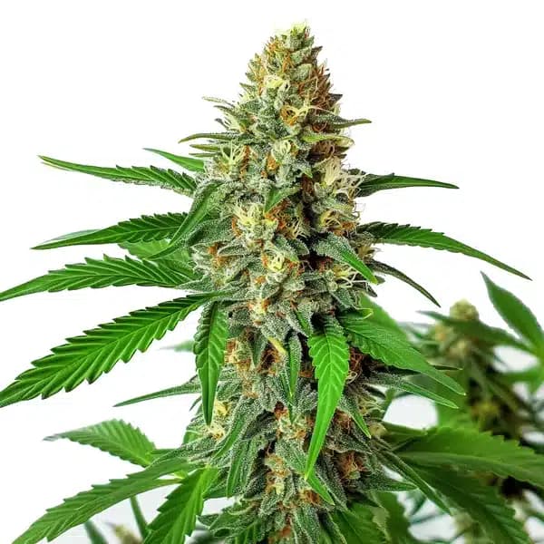 Cherry Ak Auto Seeds