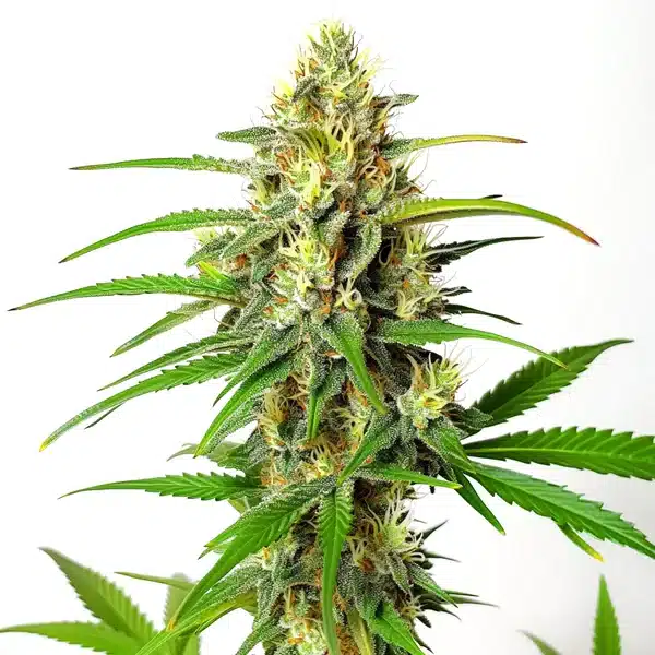 Cherry Ak Fast Version Seeds