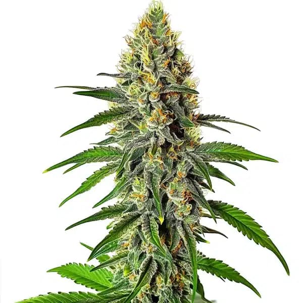 Cherry AK Seeds