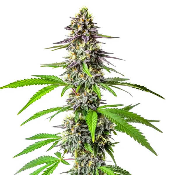 Cherry Alien Auto Seeds