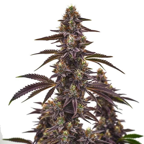 Cherry Pie Autoflower Seeds
