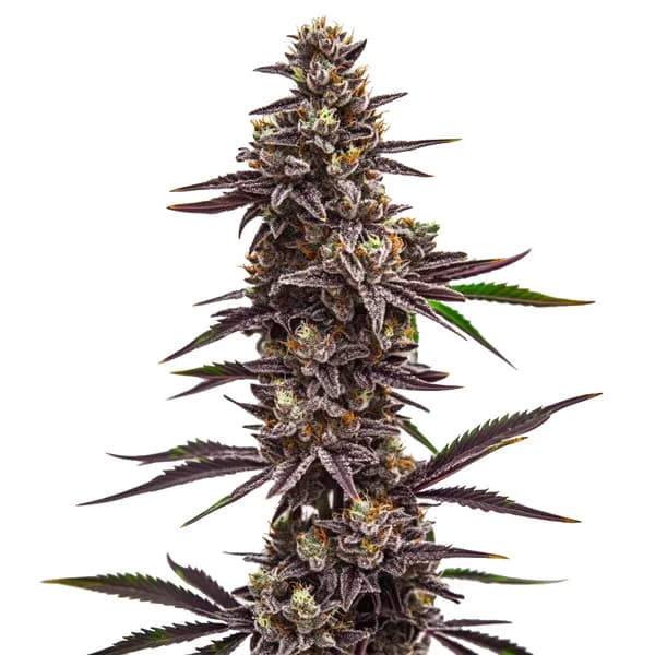 Cherry Pie Seeds