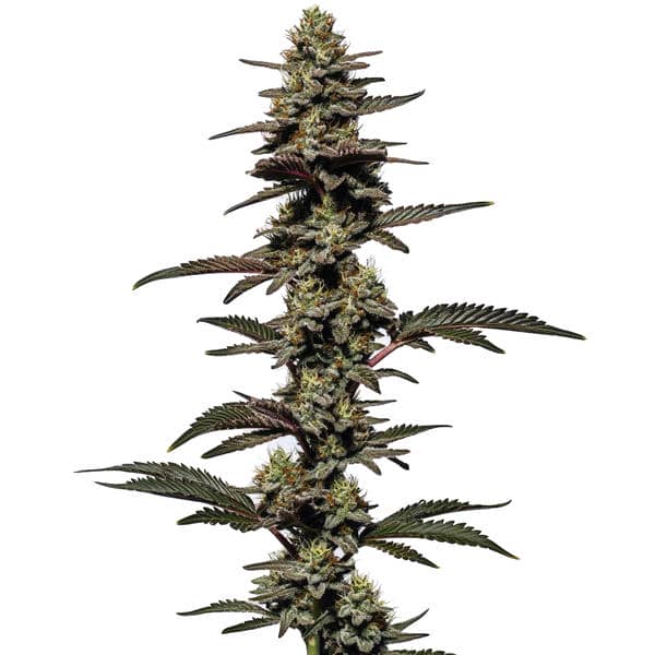 Chocolate Thai Autoflower Seeds