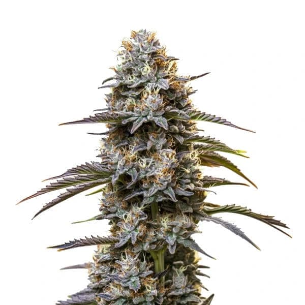 Chocolate Thai Seeds