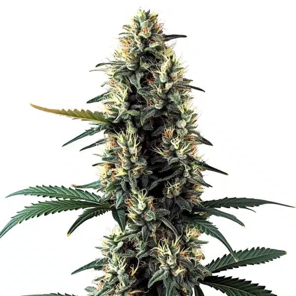 Chocolope Auto Seeds