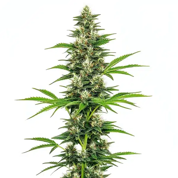 Chocolope Candy Regular Seeds