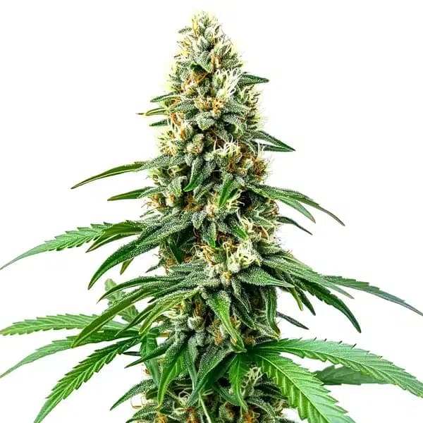 Chocolope Kush Regular Seeds