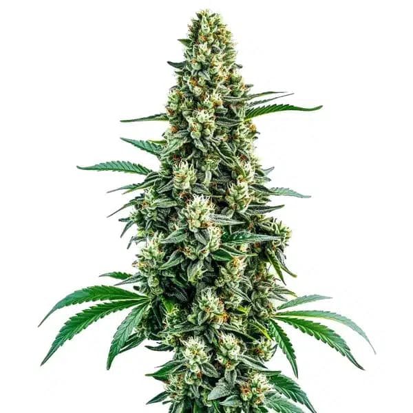 Chocolope Regular Seeds