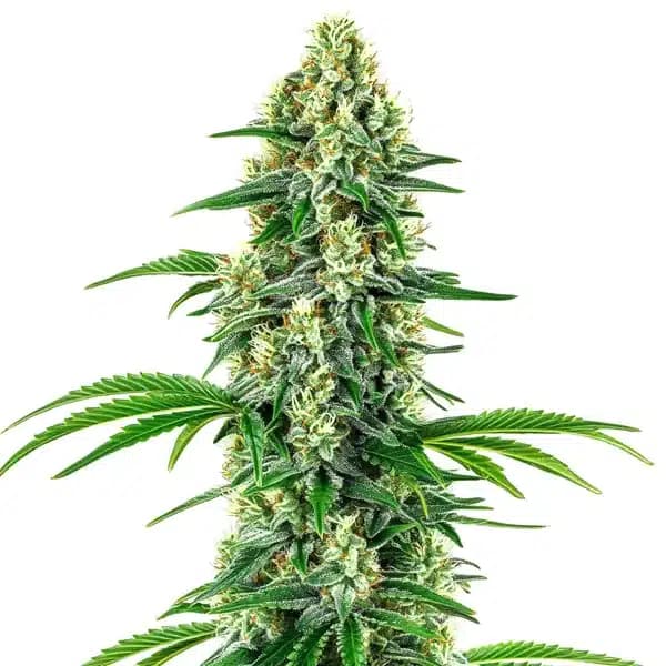 Chocolope x Candy Seeds