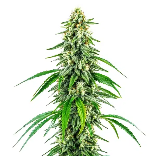 Chocolope x Kush Seeds