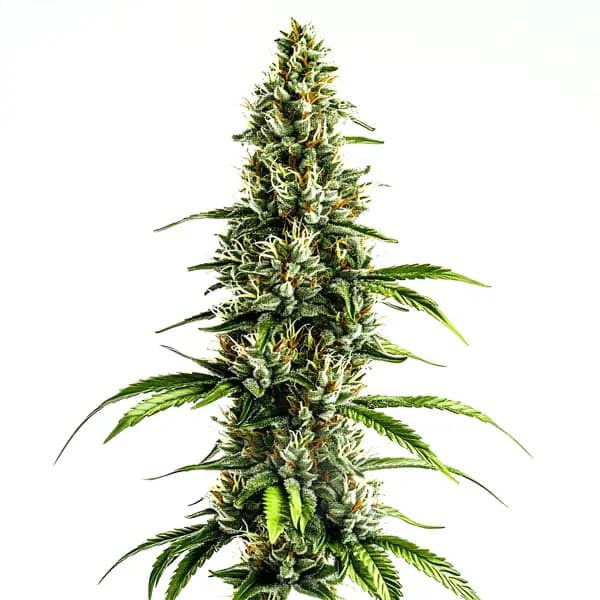 Chocolopez Seeds