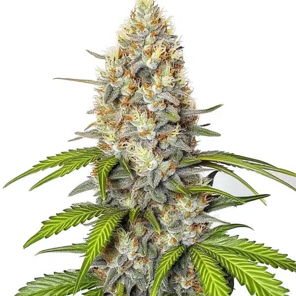 Chronic Widow Seeds