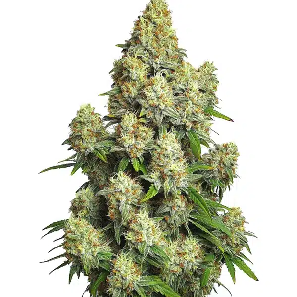Cinderella 99 Auto Seeds
