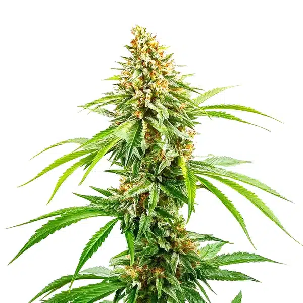 Cinderella 99 Fast Version Seeds