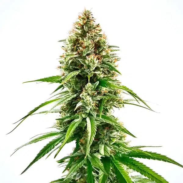 Cinderella 99 x Blueberry Seeds