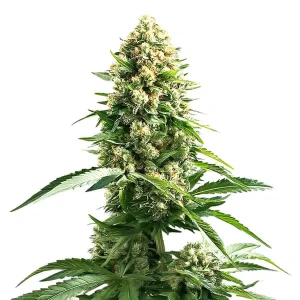 Cinderella 99 x Kali Mist Seeds