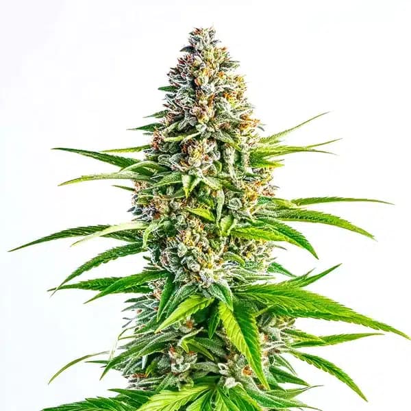 Cinderella 99 x Lemon Pie Seeds
