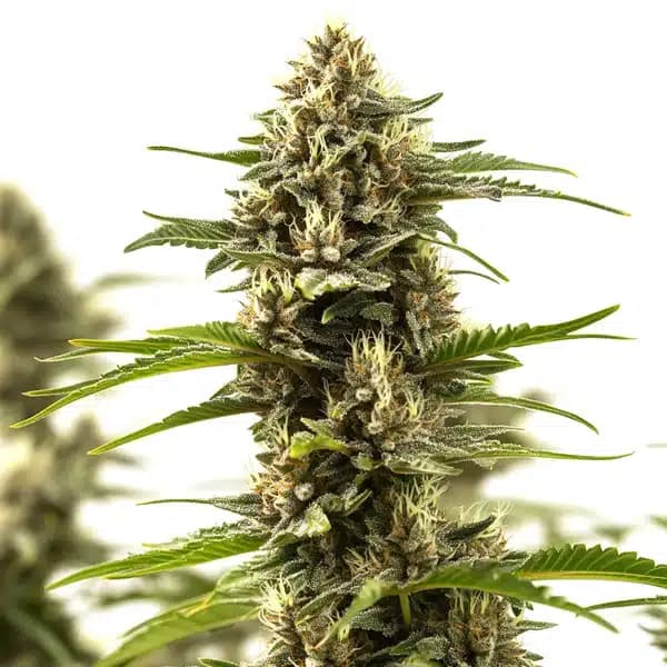Cinderella 99 x Purple Kush Seeds