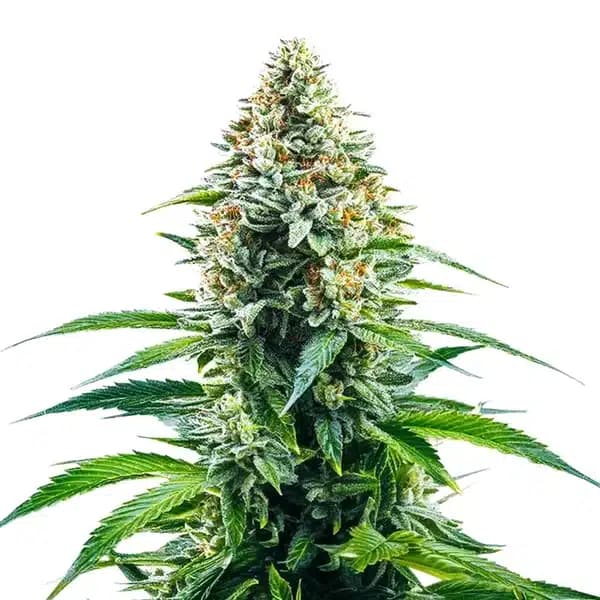 Cinderella 99 x Tangilope Seeds