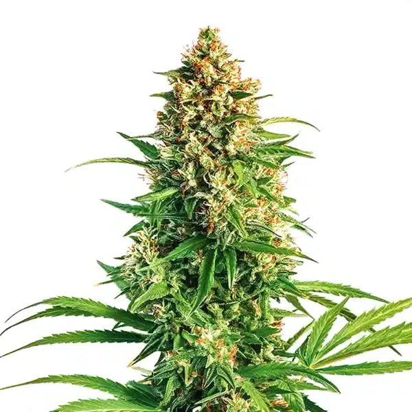 Cinderella 99 x Taskenti Seeds