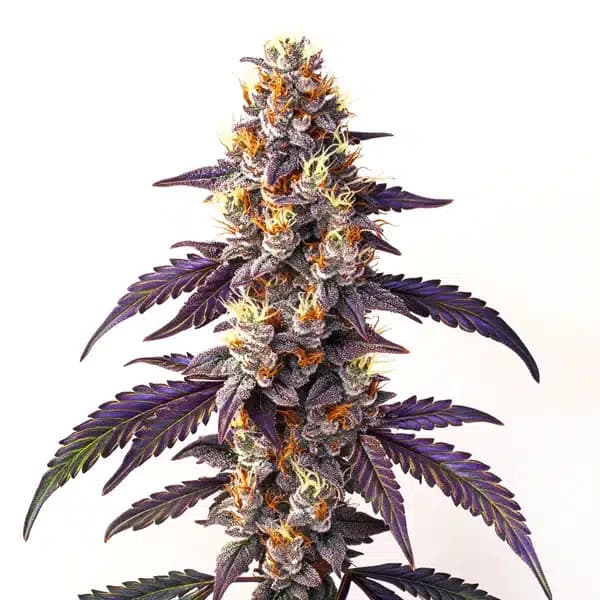 Cinderella99 x Blueberry Fast Version Seeds