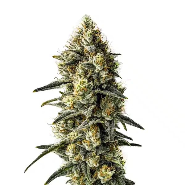 Cindy 99 Seeds