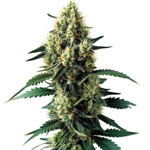 Citronella Sunrize Auto Seeds