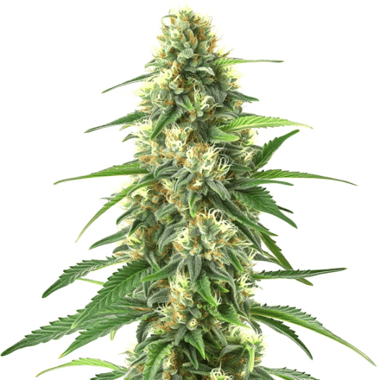 Colombian Gold Auto Seeds