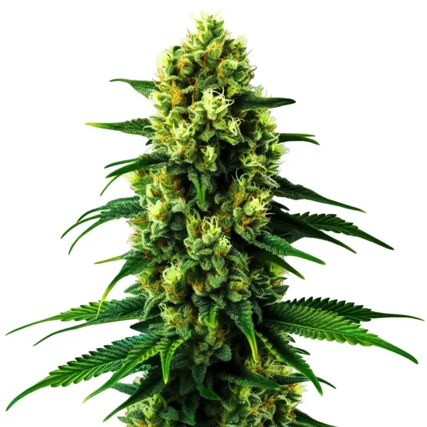 Colombian Gold Seeds