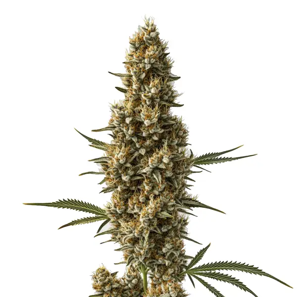 Coma Seeds