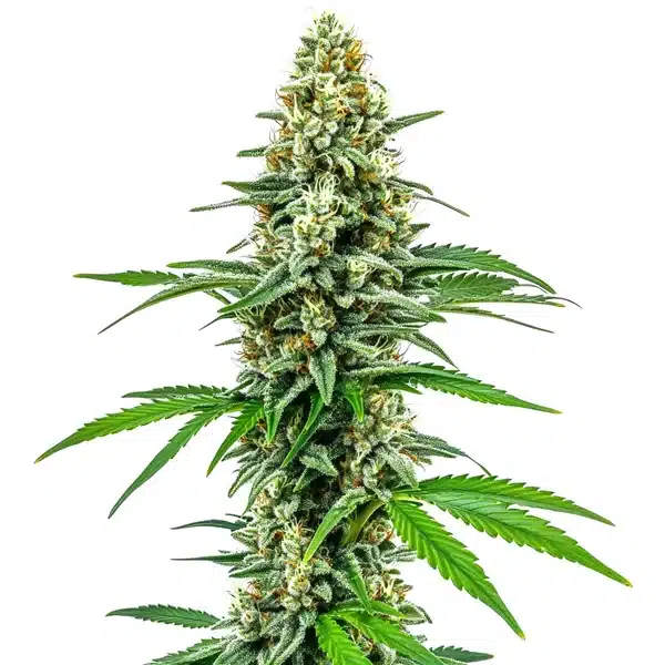 Cookies and Cream Seeds