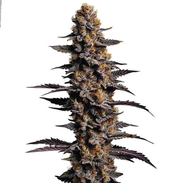 Cookies and Cream Auto Seeds