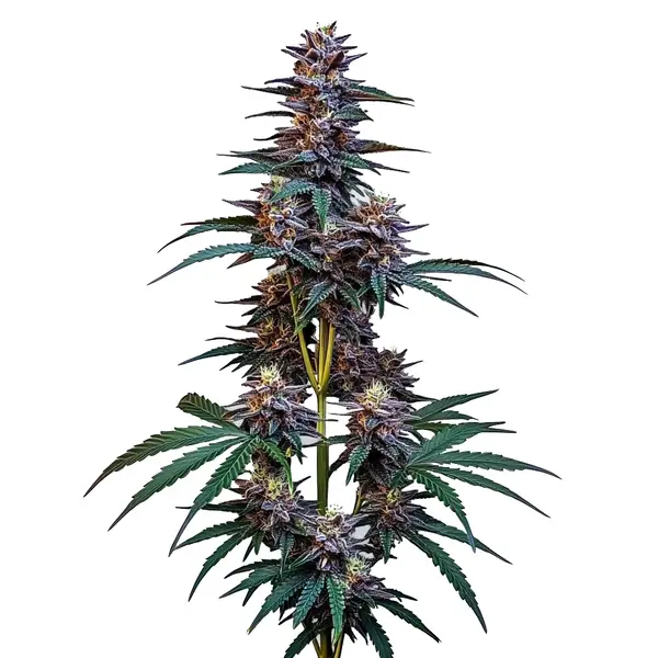 Cookies x Berry Auto Seeds