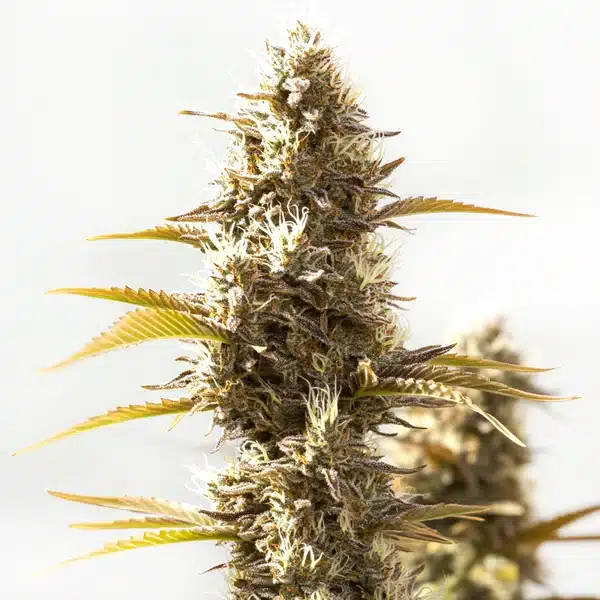 Cookies x GG Auto Seeds