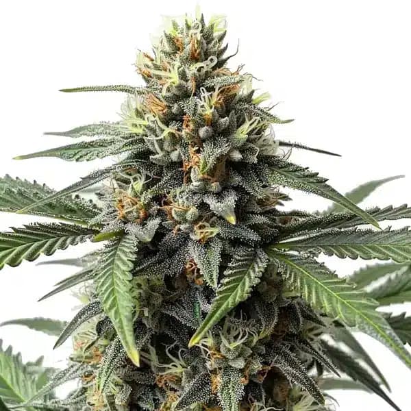 Cr + Seeds