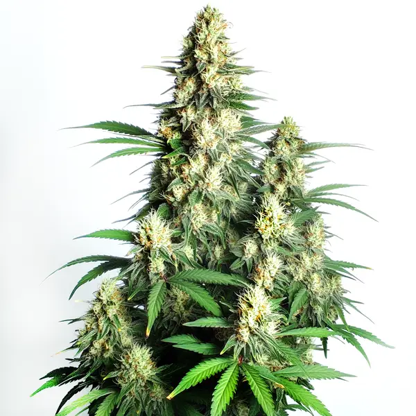 Cream Candy Auto Seeds