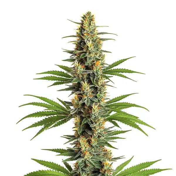 Critical 2.0 Seeds