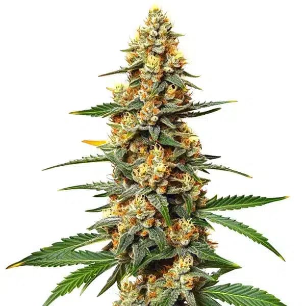 Critical 47 Seeds