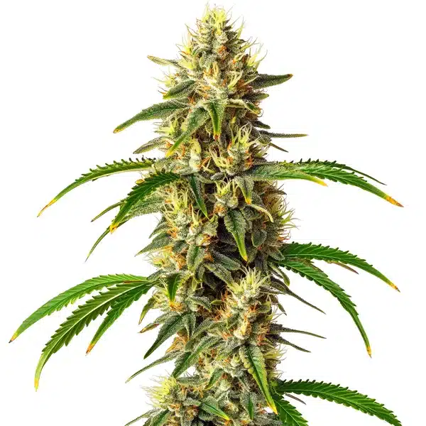 Critical Auto Seeds