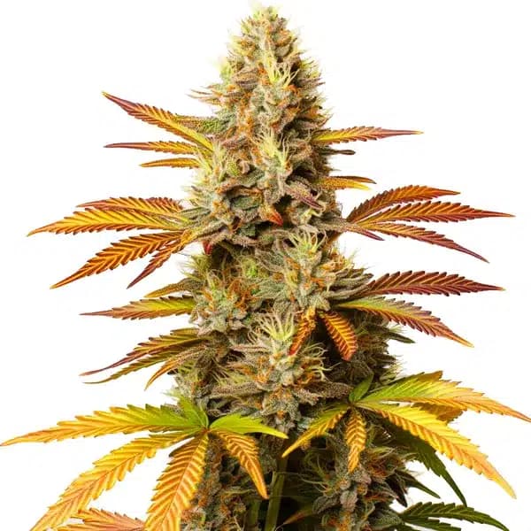 Critical Banana Seeds
