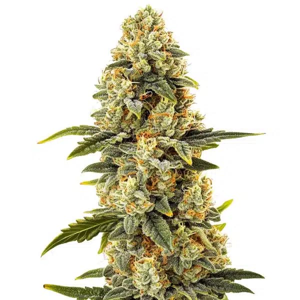 Critical Bilbo Fast Version Seeds