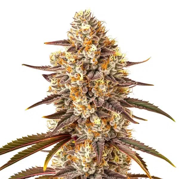 Critical Bilbo x Rainbow Chips Regular Seeds
